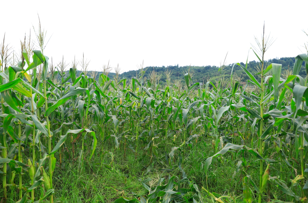 都说桂阳美丨甜糯玉米获丰收 妙招“盘活”绿色经济