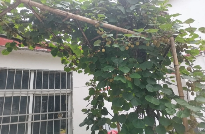 深入推进“六大新行动” 全面实施“八大行动”| 塘市镇：农家“方寸地”变为经济“增收园”