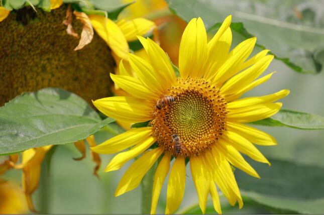 深入推进“六大新行动” 全面实施“八大行动” 丨养蜂产业有“甜头”  家庭农场有“奔头”