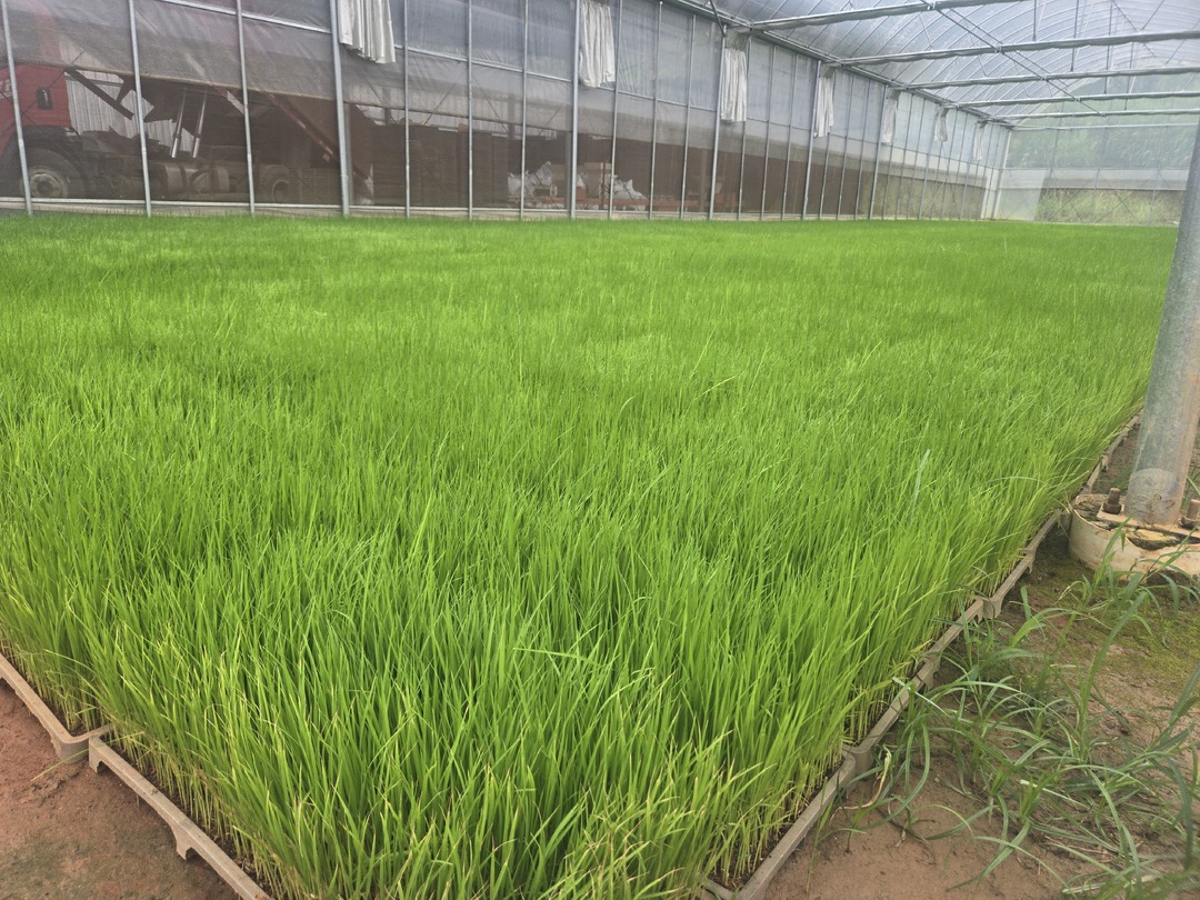 深入推进“六大新行动” 全面实施“八大行动”丨我县31万亩晚稻移栽启动  抢抓农耕好时节