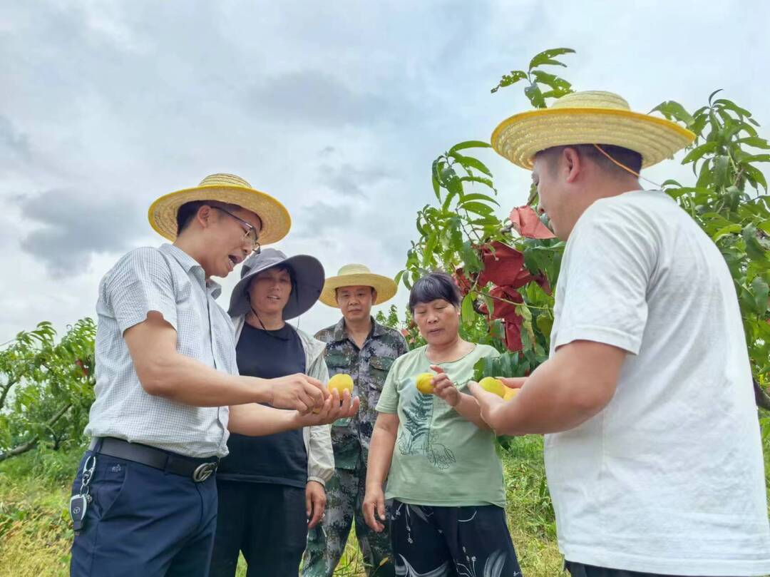 深入推进“六大新行动”全面实施“八大行动”丨 洋市镇瓦僚村：黄桃飘香  拓宽乡村振兴路