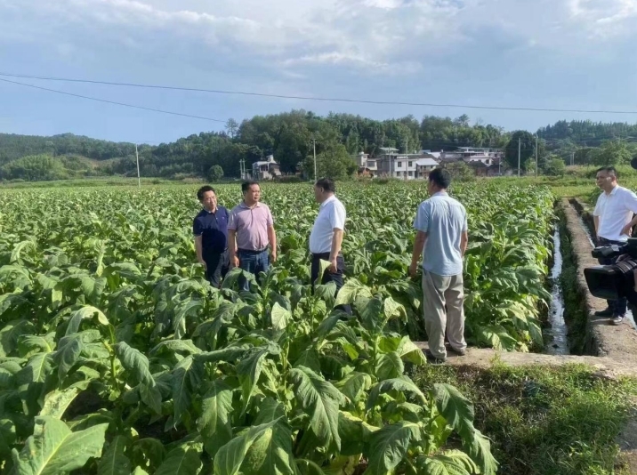 樟市镇：人大代表助力烟叶生产  助推集体经济发展壮大