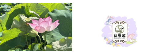 夏日限定，“荷”里有约——湘潭大学商学院学生来桂阳开展“三下乡”活动