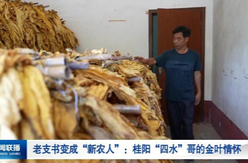 老支书变成“新农人”：桂阳“四水”哥的金叶情怀