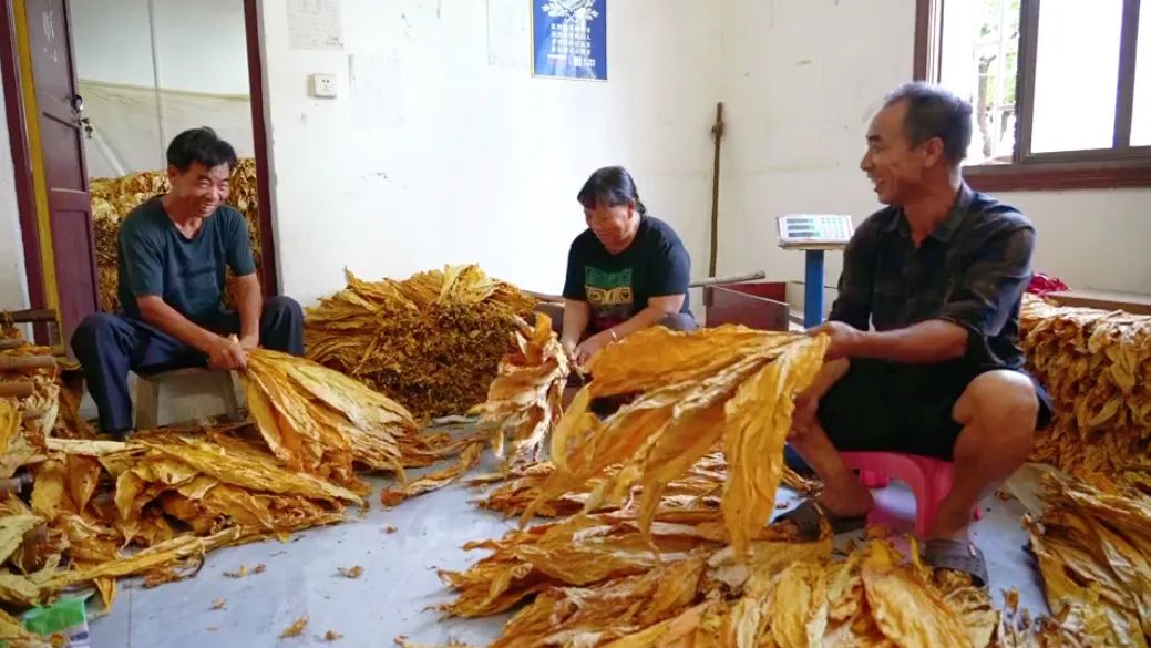 老支书变成“新农人”：桂阳“四水”哥的金叶情怀