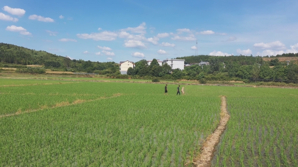 深入推进“六大新行动” 全面实施“八大行动”丨老支书变身“新农人”：方元“四水”哥的金叶情怀