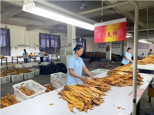 烟叶专业化分级 助力烟农降本增效