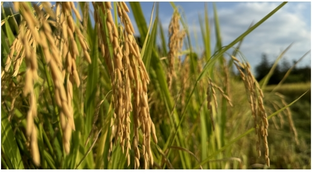 “丰”景如画 | 樟市镇：抢农时 收早稻