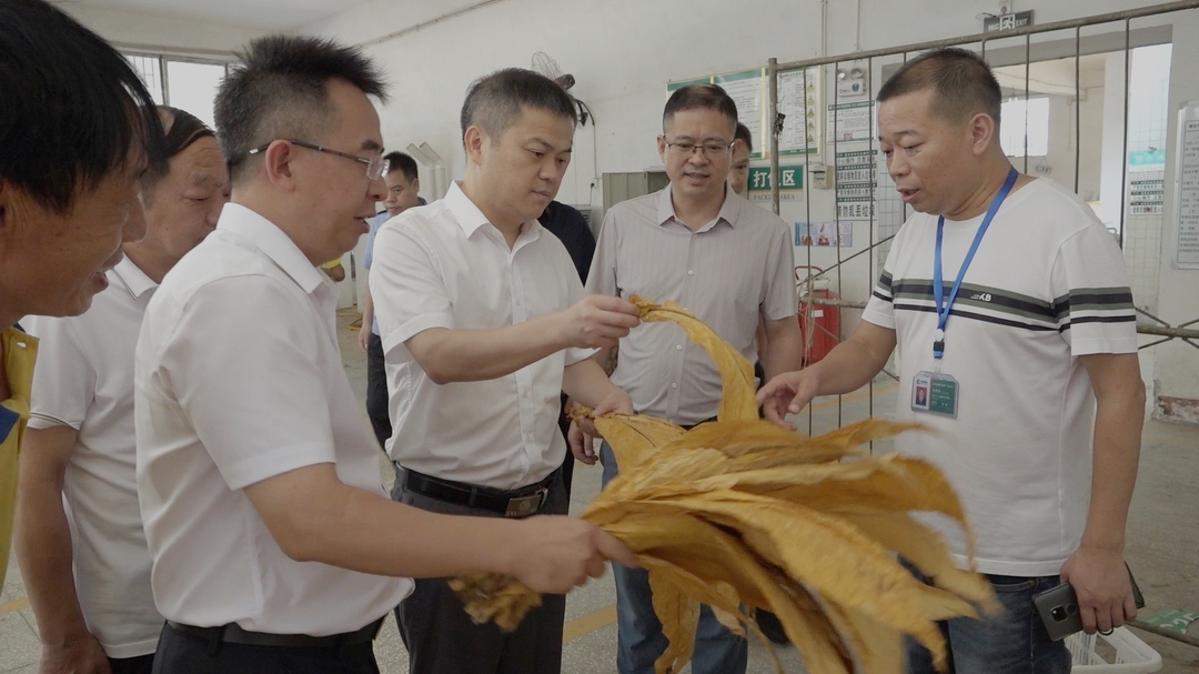 ﻿深入推进“六大新行动”全面实施“八大行动”| 巫初华调研指导烟叶收购等工作