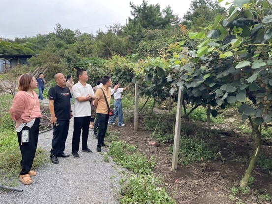 住桂市政协委员到白水调研