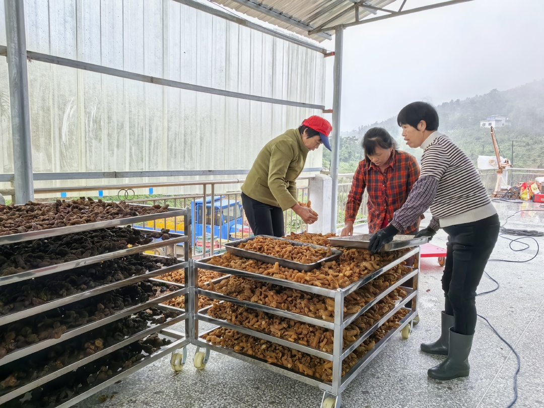 深入推进“六大新行动” 全面实施“八大行动”｜太和镇湾塘村：“地里生白玉”    村民笑开颜