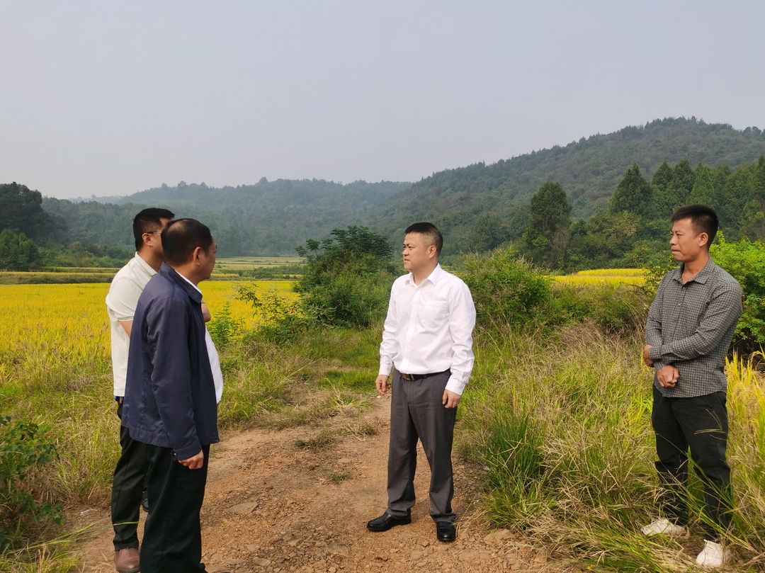 深入推进“六大新行动” 全面实施“八大行动”｜巫初华调研督导粮食安全、耕地恢复工作