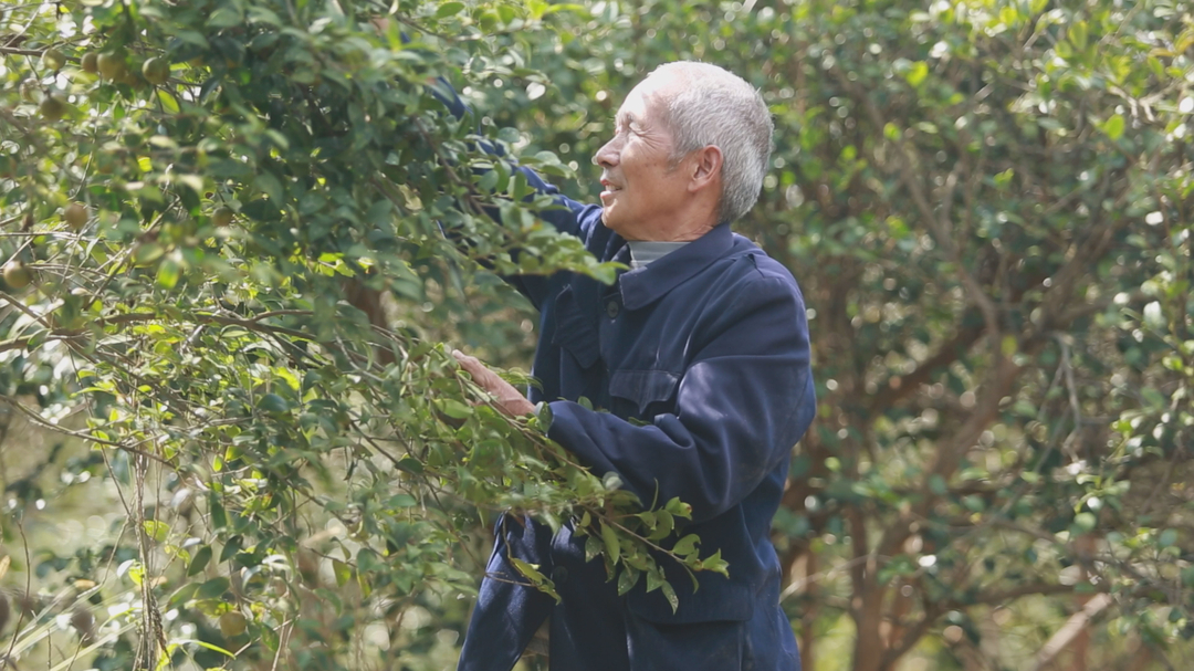 深入推进“六大新行动”   全面实施“八大行动”｜霜降油茶采摘忙 漫山硕果绿生“金”