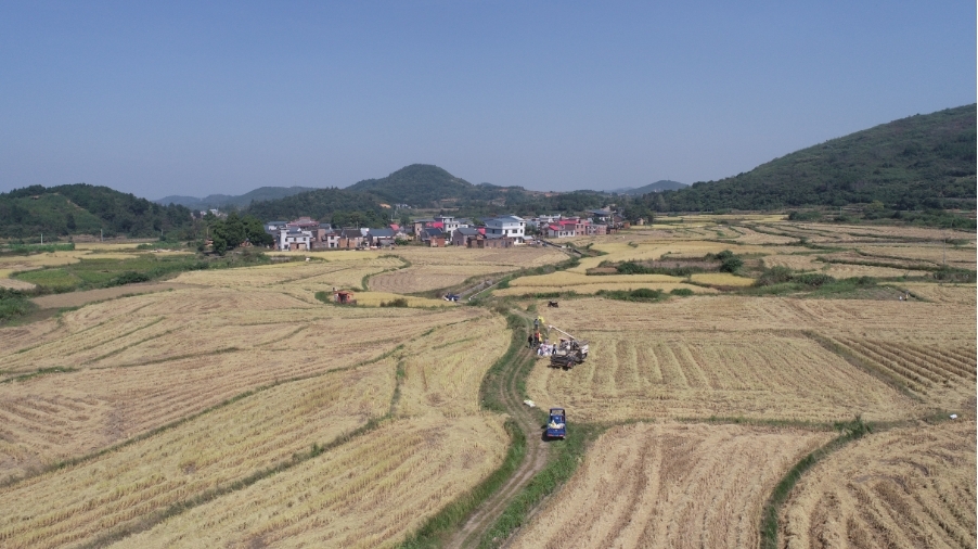 ​深入推进“六大新行动”   全面实施“八大行动”｜烤烟房“不冬闲” 稻谷晾晒“不看天”