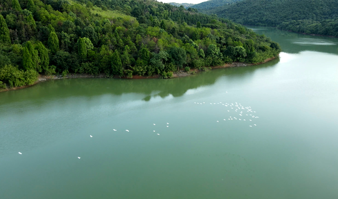 桂阳：数千鹭鸟翔集舂陵 “羽翼守护者”护候鸟高飞