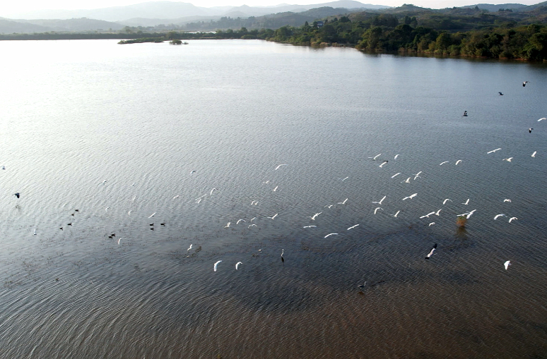 桂阳：候鸟纷飞护鸟忙