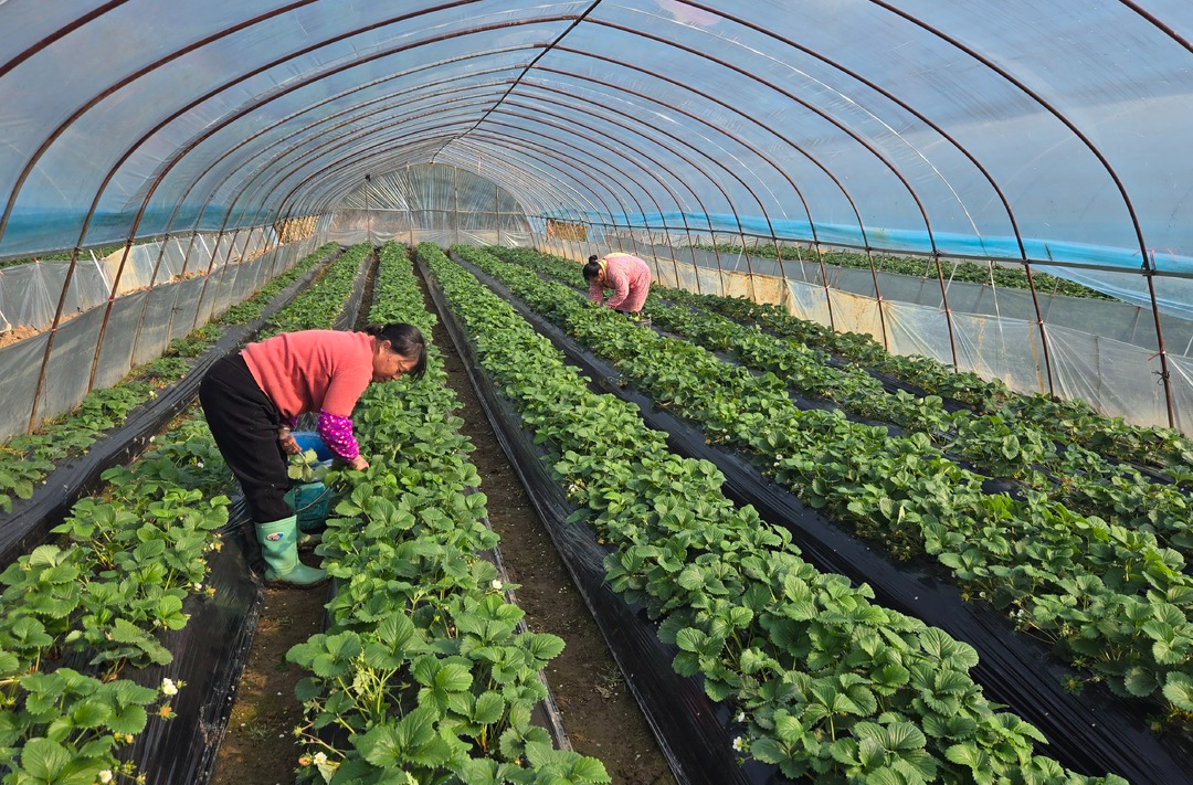 草莓豐收采摘忙      甜蜜滋味促振興