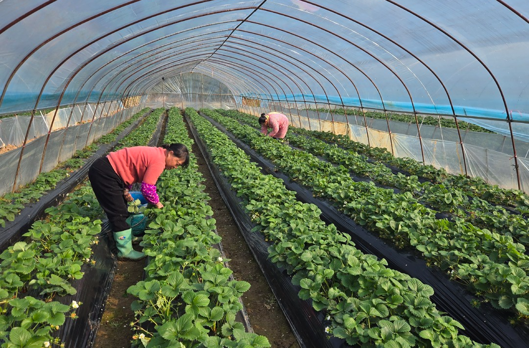 草莓丰收采摘忙      甜蜜滋味促振兴