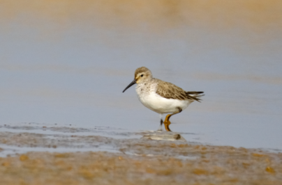 大美桂阳丨“飞羽精灵”现舂陵  郴州地区首次发现黑腹滨鹬