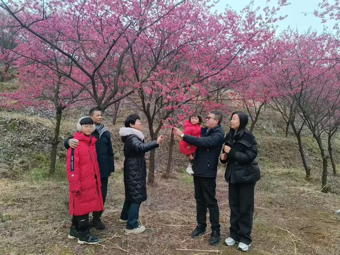 桂阳宝山樱花园：樱花迎春盛放 解锁春日浪漫新地标