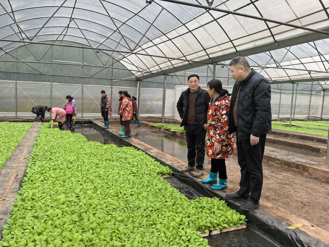 人勤春早｜我县25万亩烟苗进入寄栽期  精准发放助力烟农丰收