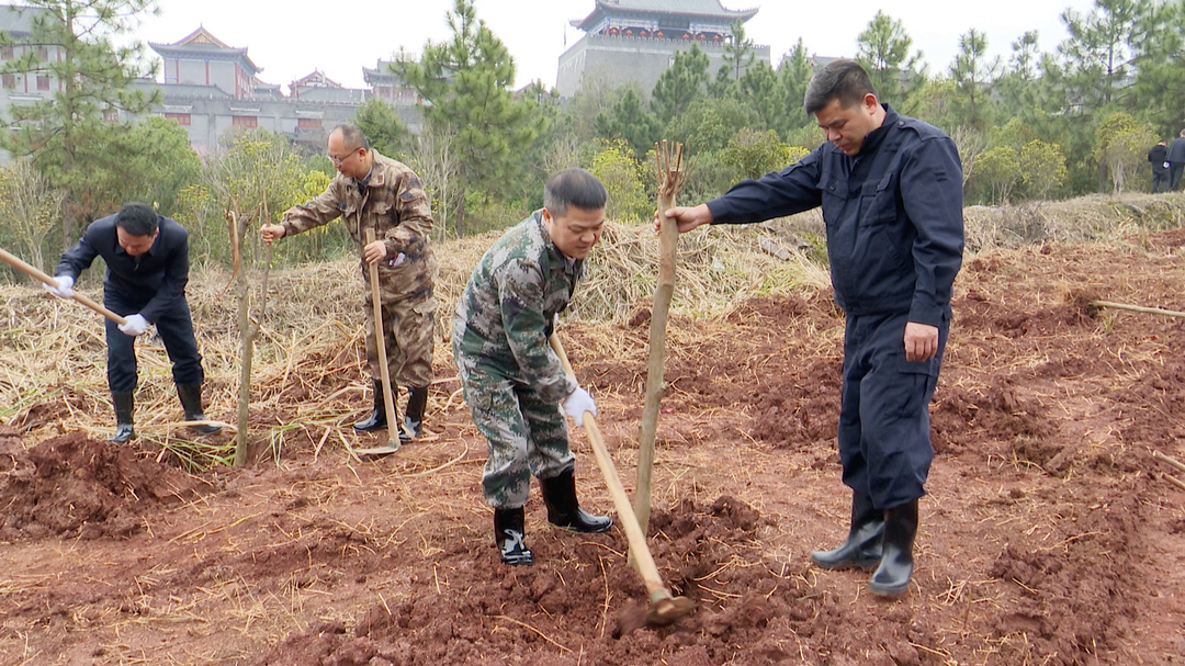 我县开展2025年春季全民义务植树活动