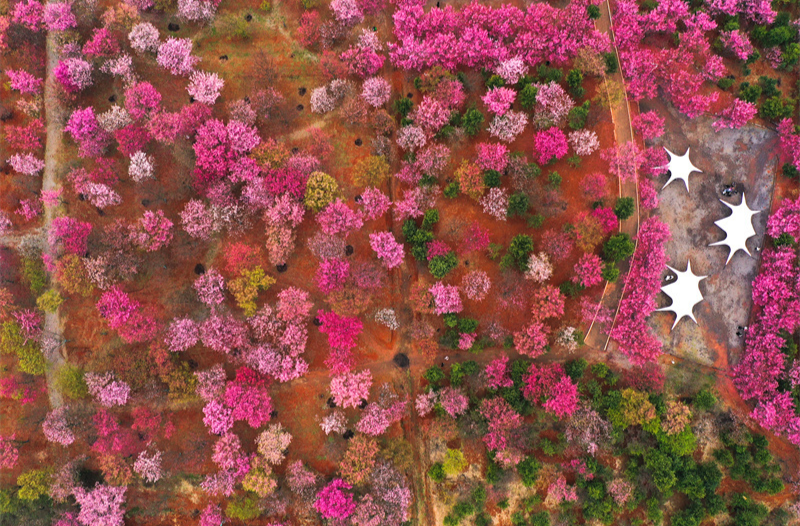 桂阳樱花园“粉红佳人”迎来盛花期 吸引众多游客踏春赏花