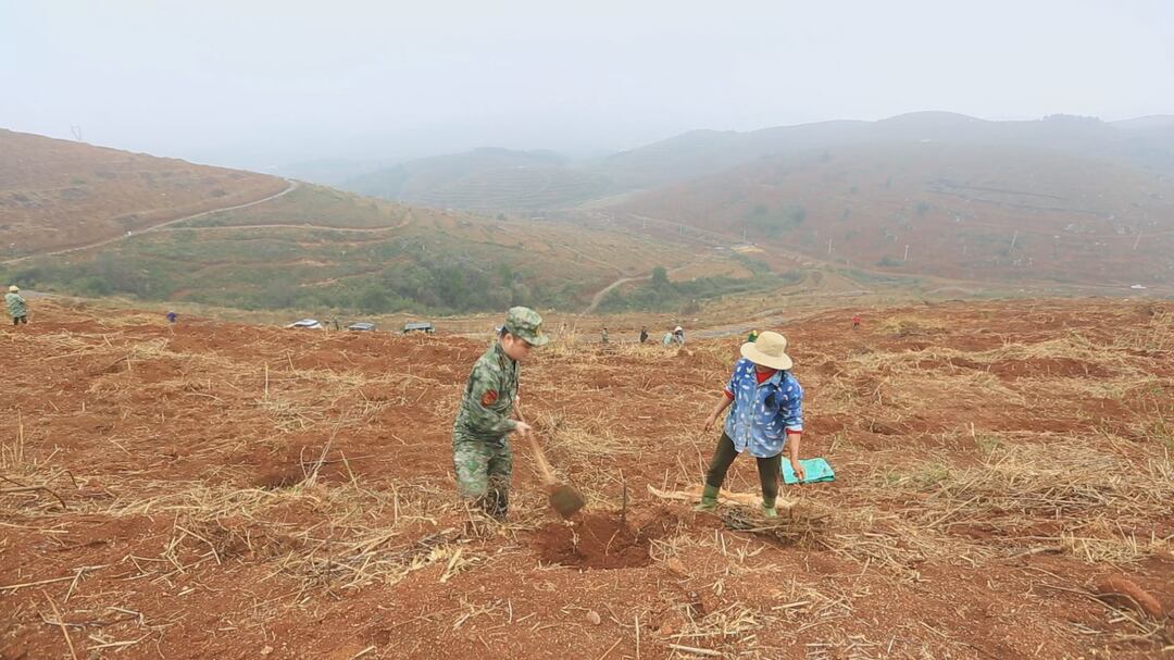 人勤春早｜万亩油桐春种忙 军民合力栽种“家门口”共富苗