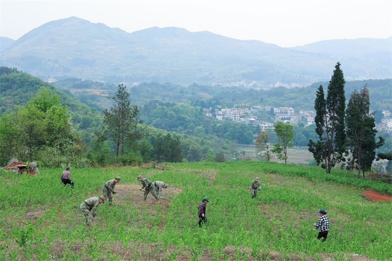 民兵深入田间地头    助力玉竹管护