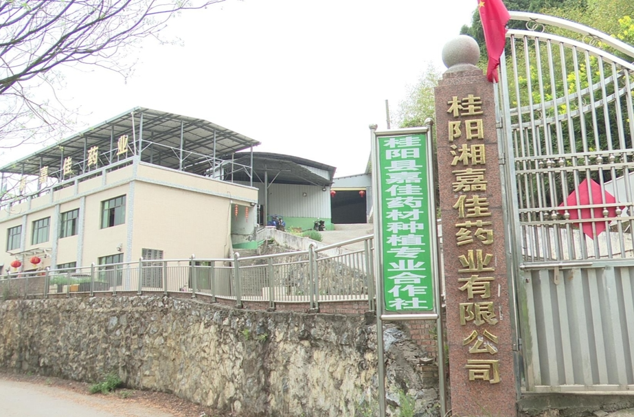 深入推进“六大新行动”  全面实施“七大攻坚”  |  湘嘉佳药业有限公司：致力中药材产业发展  推动乡村振兴