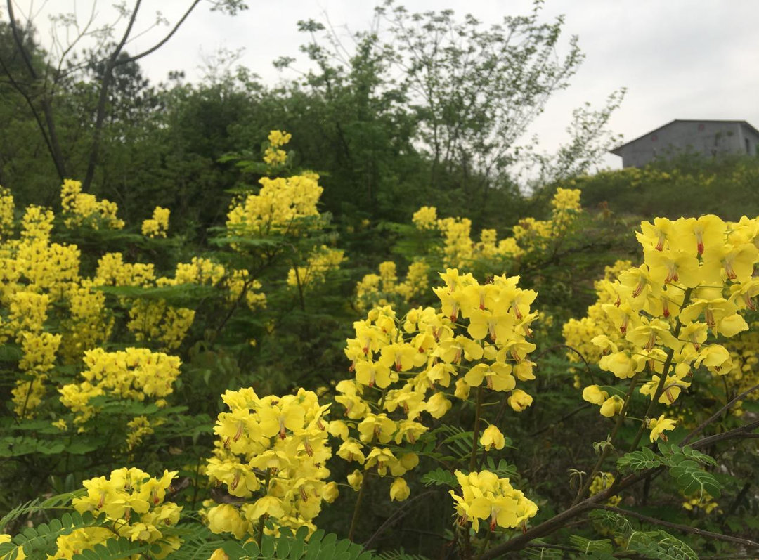 都说桂阳美 | 樟市镇：云实花开金灿灿