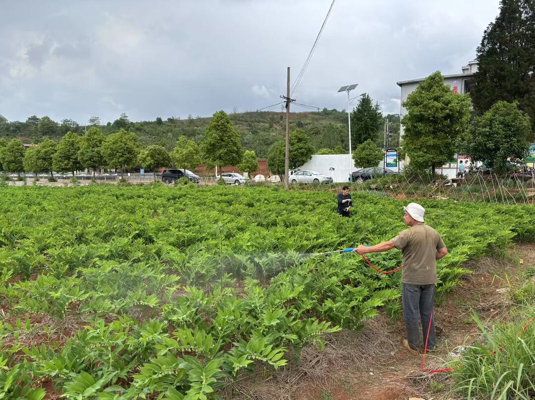 我县开展“百校联百县兴千村”行动中药材生产技术培训