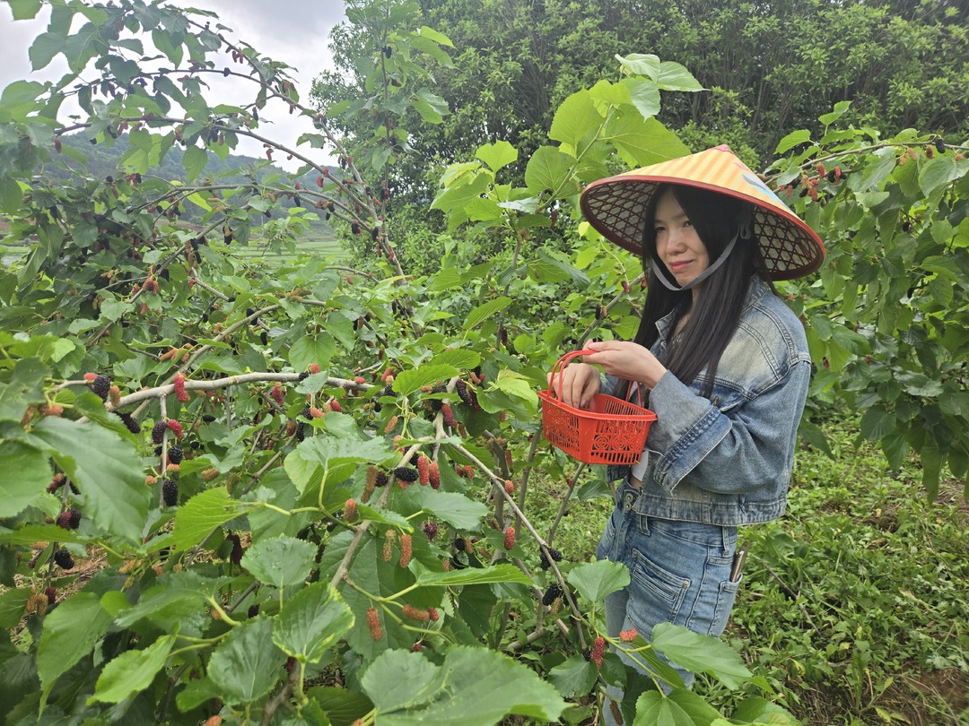 桑葚丰收采摘忙 游客体验生态休闲游