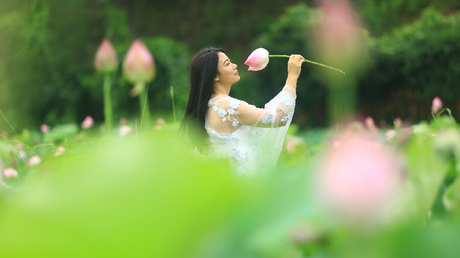 正和鎮(zhèn)和諧村：荷花悄然綻放  夏日風(fēng)光無限