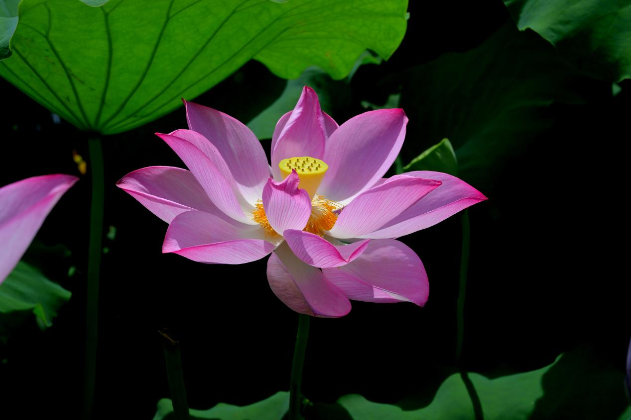 組圖 | 桂陽大灣村：荷花綻放 美在當“夏”