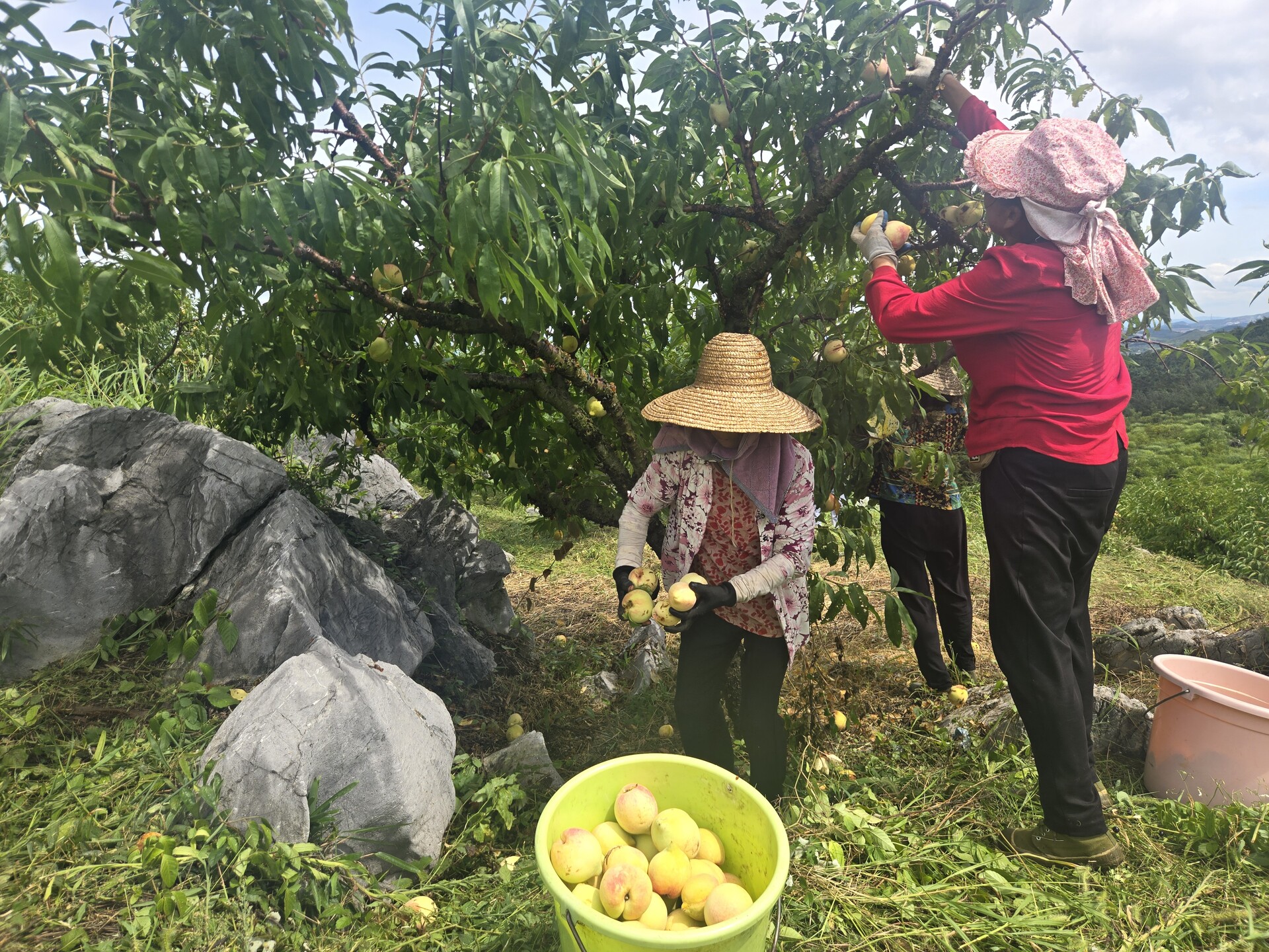 方元鎮(zhèn)：400畝脆蜜桃迎豐收  “甜蜜訂單”供不應(yīng)求