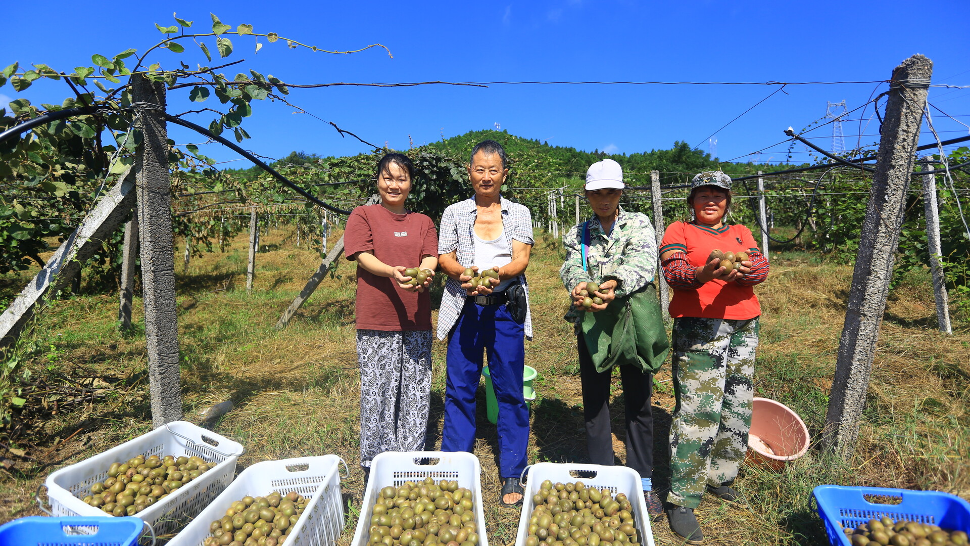 深入推进“六大新行动” 全面实施“七大攻坚”｜高山猕猴桃走俏   绿色农产品助力乡村振兴