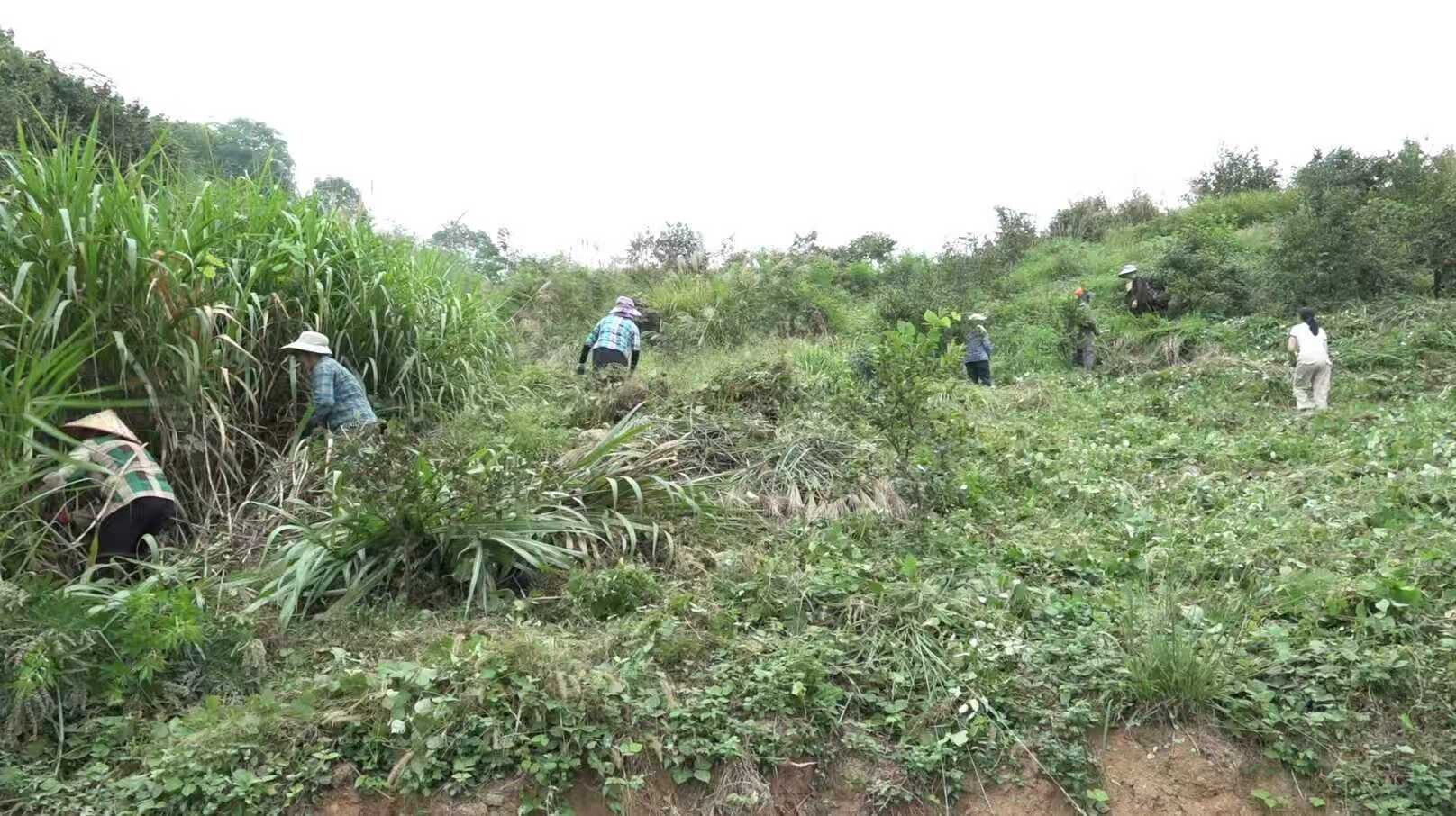七旬“茶奶奶”的油茶梦：种出满山金果 致富一方乡亲