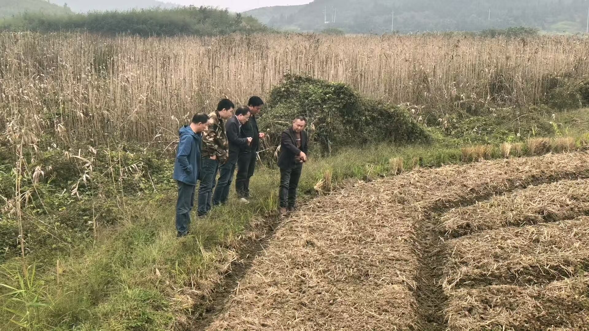 油菜秋播正当时 农技助力保丰产