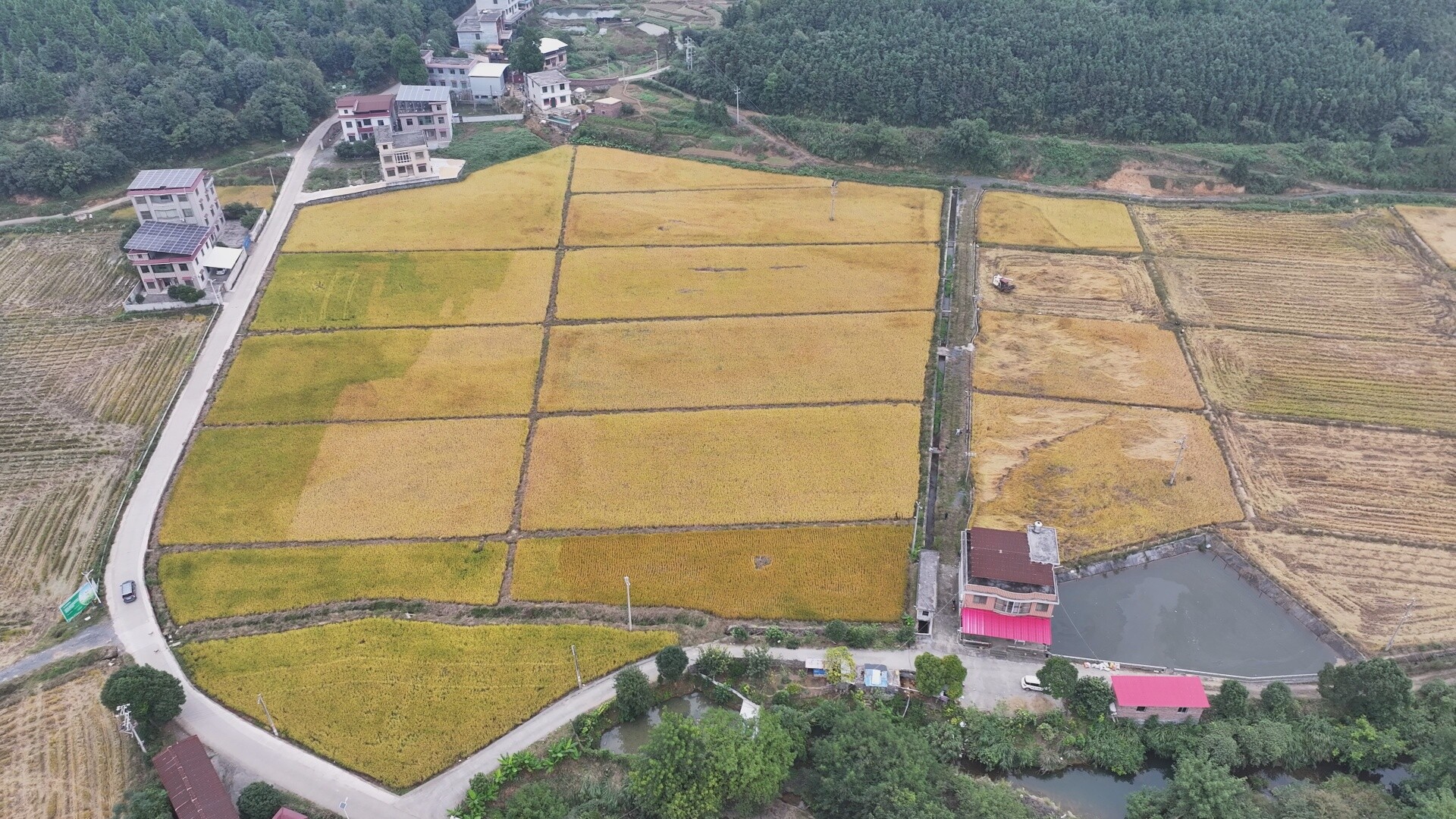 深入推进“六大新行动” 全面实施“七大攻坚” ｜33万亩晚稻抢收忙 稻谷归仓黄金满仓