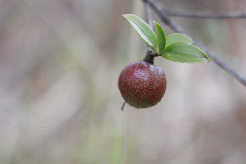 深入推进“六大新行动” 全面实施“七大攻坚” ｜油茶丰收采摘忙 山乡土地“绿生金”