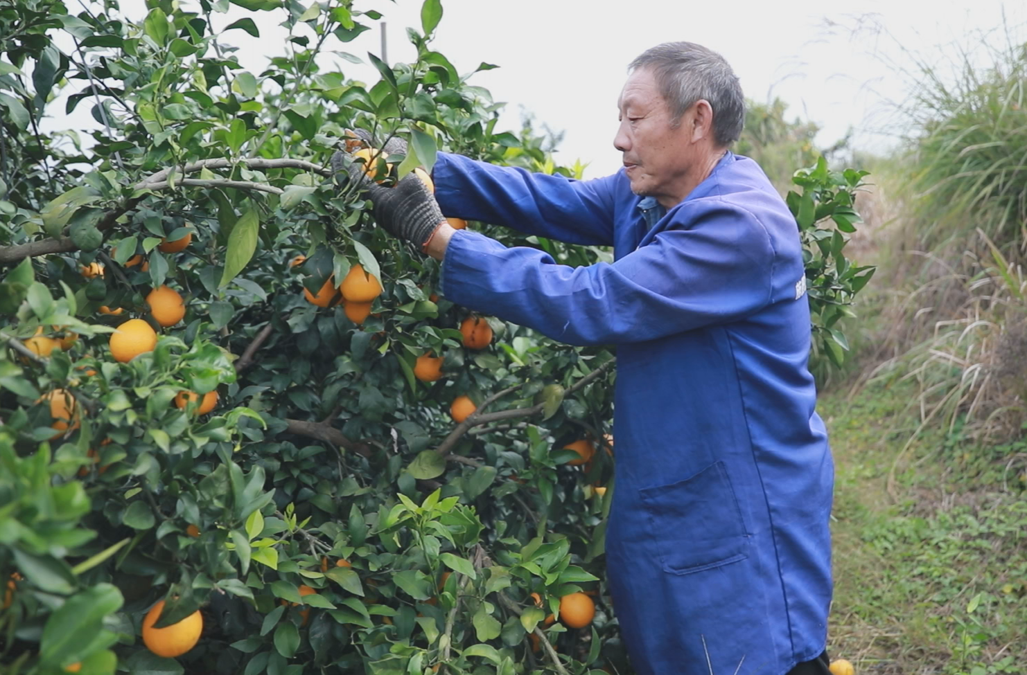 深入推进“六大新行动” 全面实施“七大攻坚”丨枝头挂“金果” 田间绘“丰”景   太和镇生态橙成村民致富“甜蜜密码”
