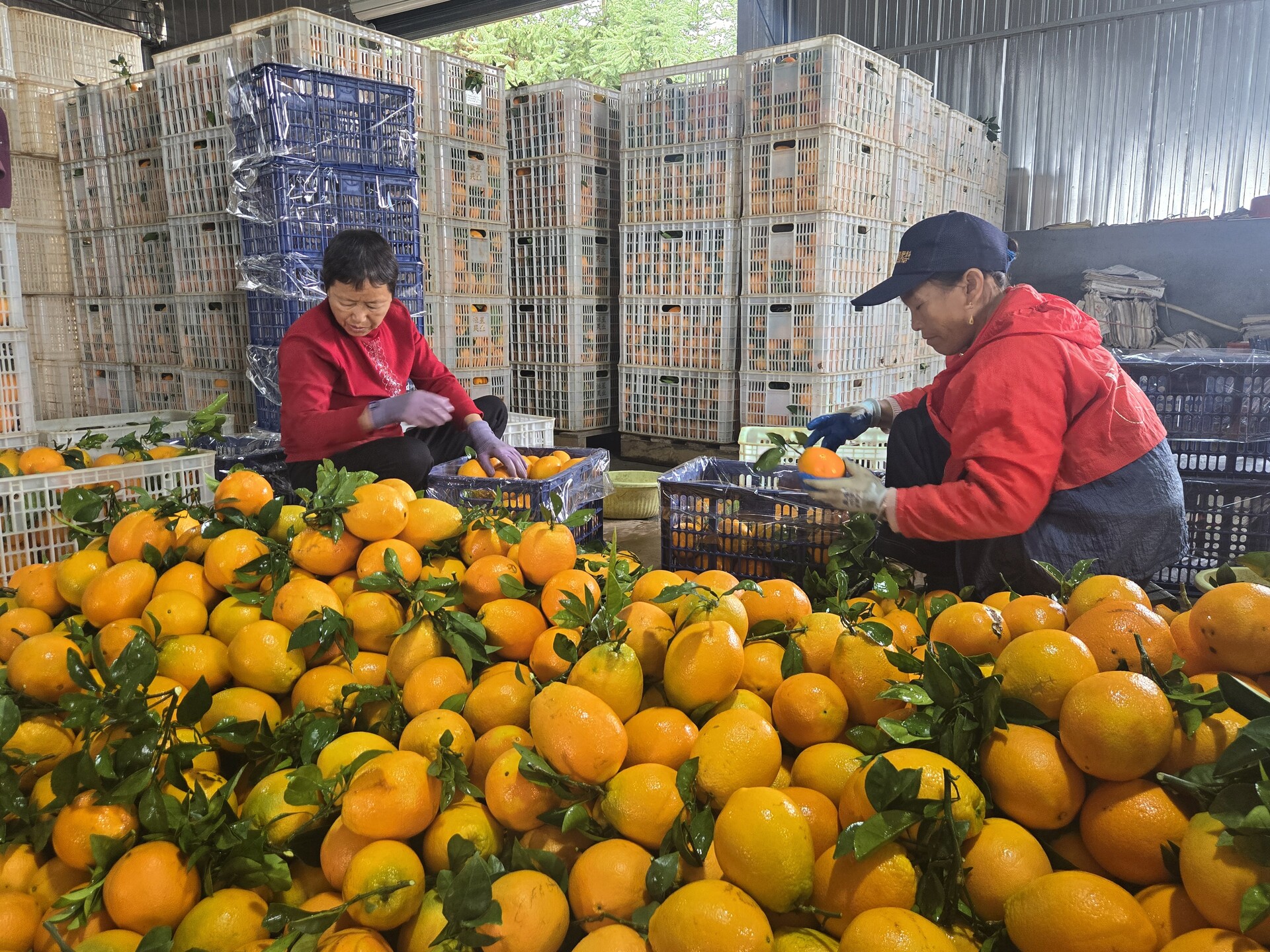 深入推进“六大新行动” 全面实施“七大攻坚”丨浩塘镇栗山村千亩脐橙丰收   畅销外省添产业活力