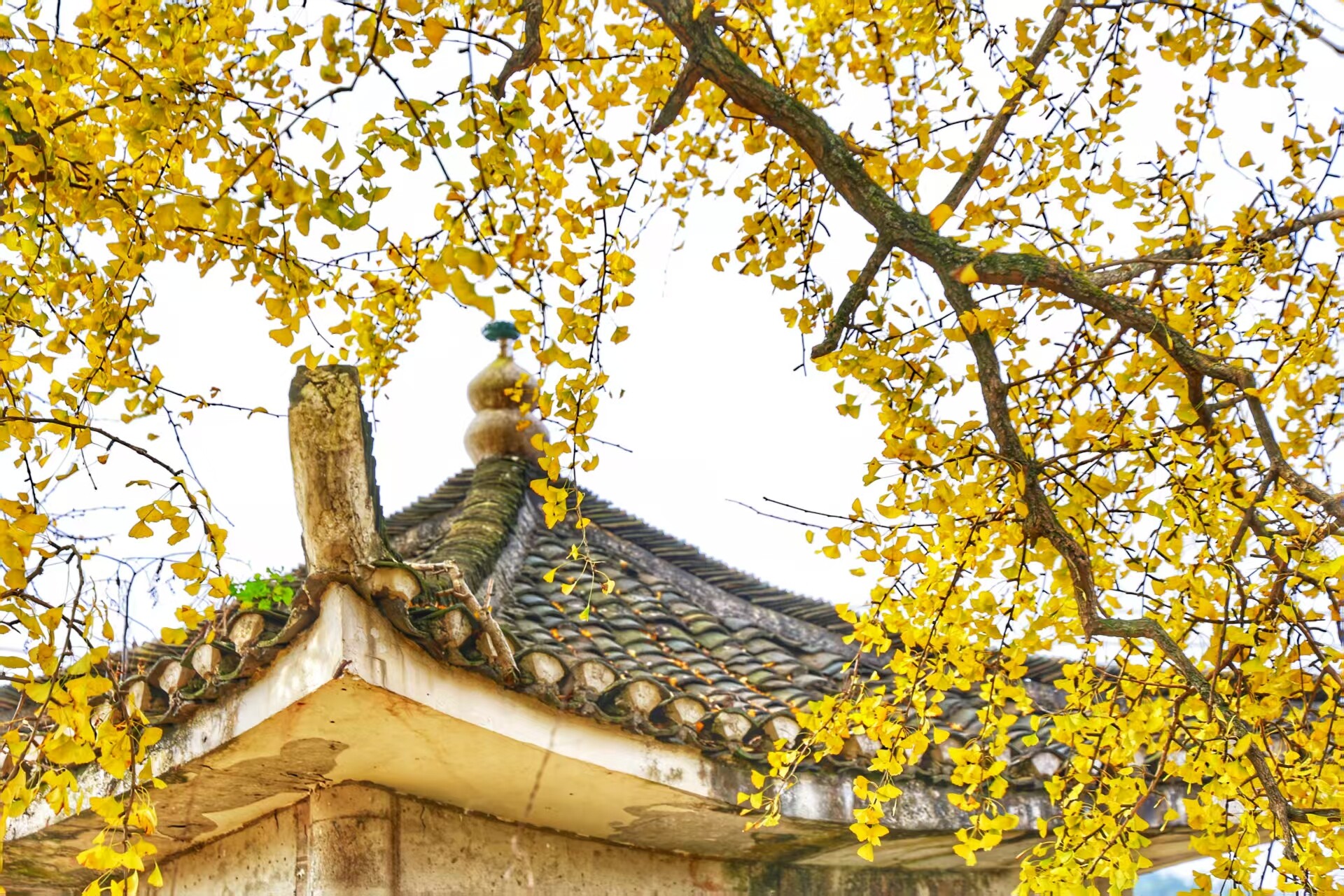 欧阳海镇振南书院古银杏迎来最佳观赏期