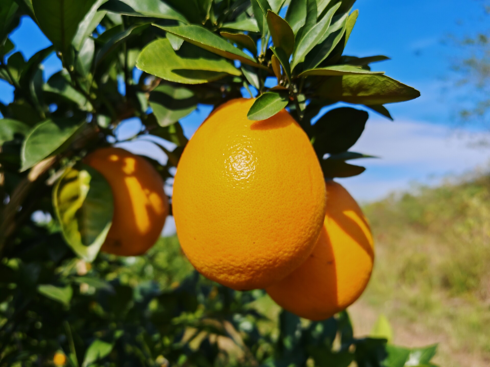 浩塘镇宋宋家庭农场：500余亩脐橙进入采摘期 绿色种植催生致富香果