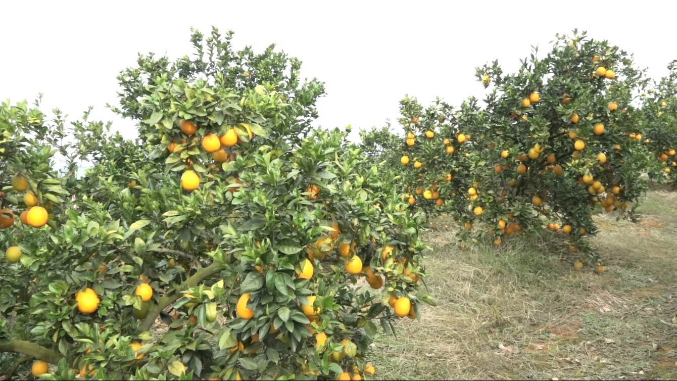 浩塘镇菖蒲村：支部农场特色种植点燃村集体经济“新引擎”