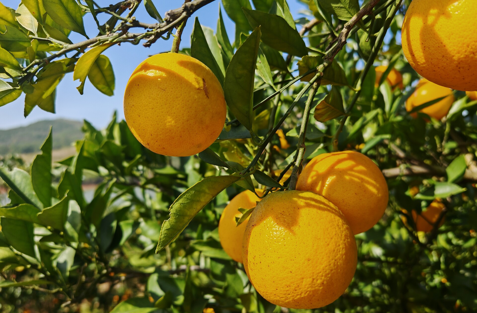 雷坪镇：电商直播为农产品销售注入“新动能”