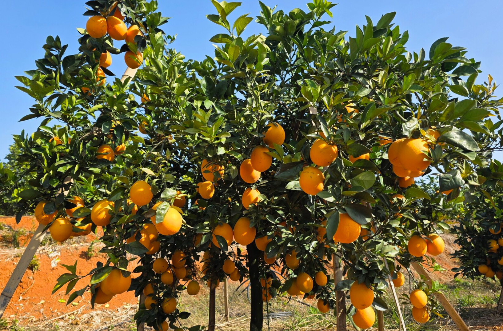 桂阳县桂商总会定向采购浩塘镇优质脐橙  助力农产品销售