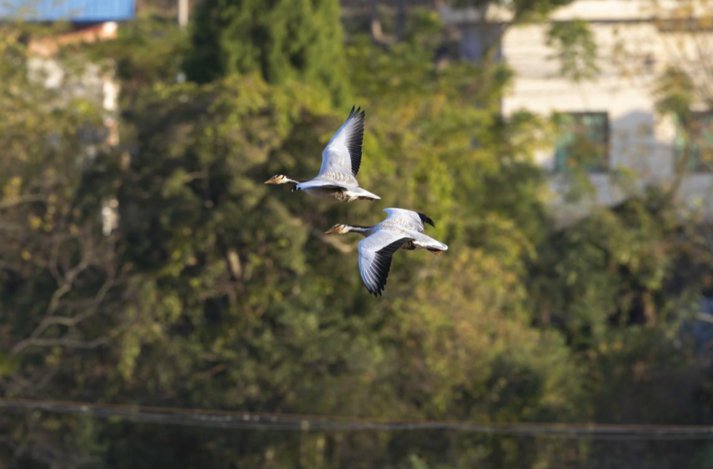 “高原精灵”现舂陵  郴州地区首次发现斑头雁