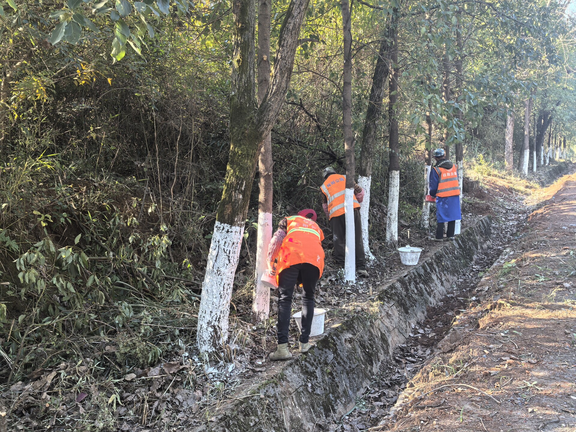 县公路建设养护中心：树木“穿白甲”   防寒护绿在行动